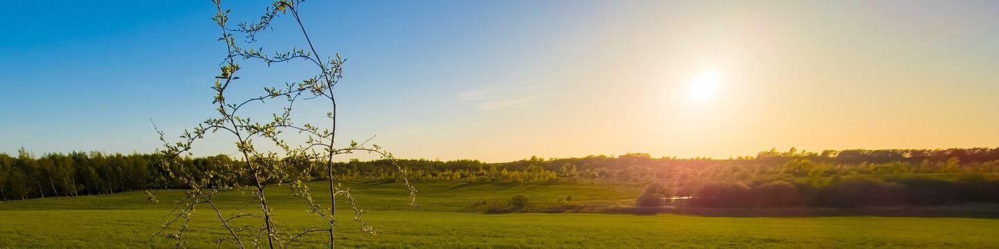 Billede af nyplantet skov